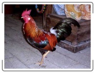image of animal