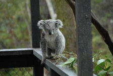 image of koala