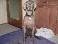 image of weimaraner