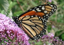 image of monarch