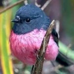 image of bird