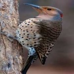 image of bird