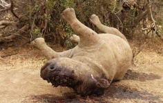 image of rhinoceros