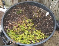 image of pot