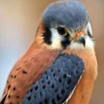 image of bird