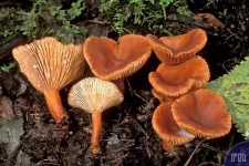 image of mushrooms