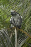 image of colobus #31