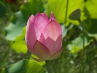 image of lotus #31