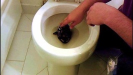 image of toilet