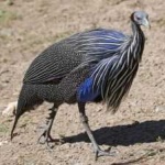 image of bird