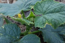 image of cucumber