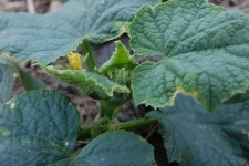 image of cucumber #10