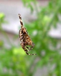 image of garden_spider