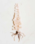 image of animal