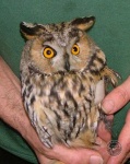 image of owl