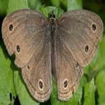 image of animal