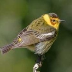 image of bird