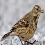 image of american_pipit #8