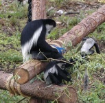 image of colobus #14