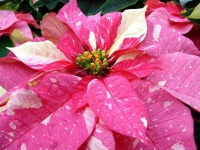 image of poinsettia #26