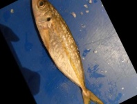 image of fish