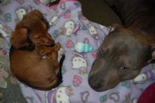 image of american_staffordshire_terrier