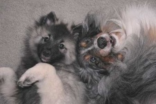 image of keeshond