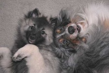 image of keeshond #17