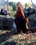 image of cock
