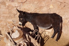 image of animal