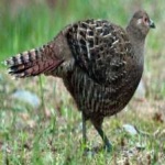 image of bird