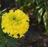 image of flower