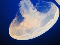 image of animal