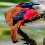 image of bird