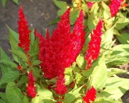 image of flower