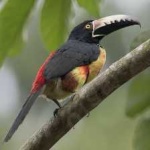 image of bird