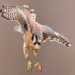 image of bird