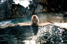 image of macaque