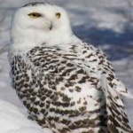 image of bird