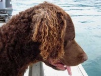 image of curly_coated_retriever
