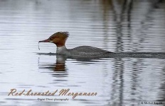 image of red_breasted_merganser