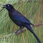 image of bird