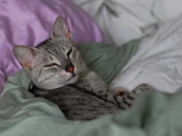 image of egyptian_mau #20