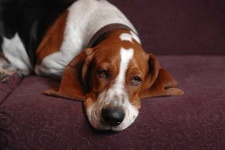 image of basset