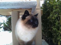 image of birman #18