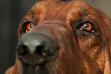 image of bloodhound