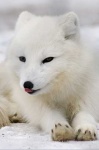 image of arctic_fox