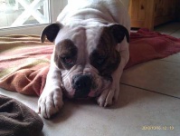 image of american_bulldog #28