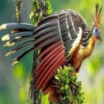 image of bird