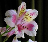 image of flower